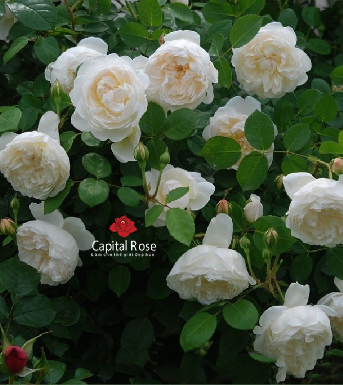 "Gói 20 Hạt " Hạt giống hoa hồng trắng