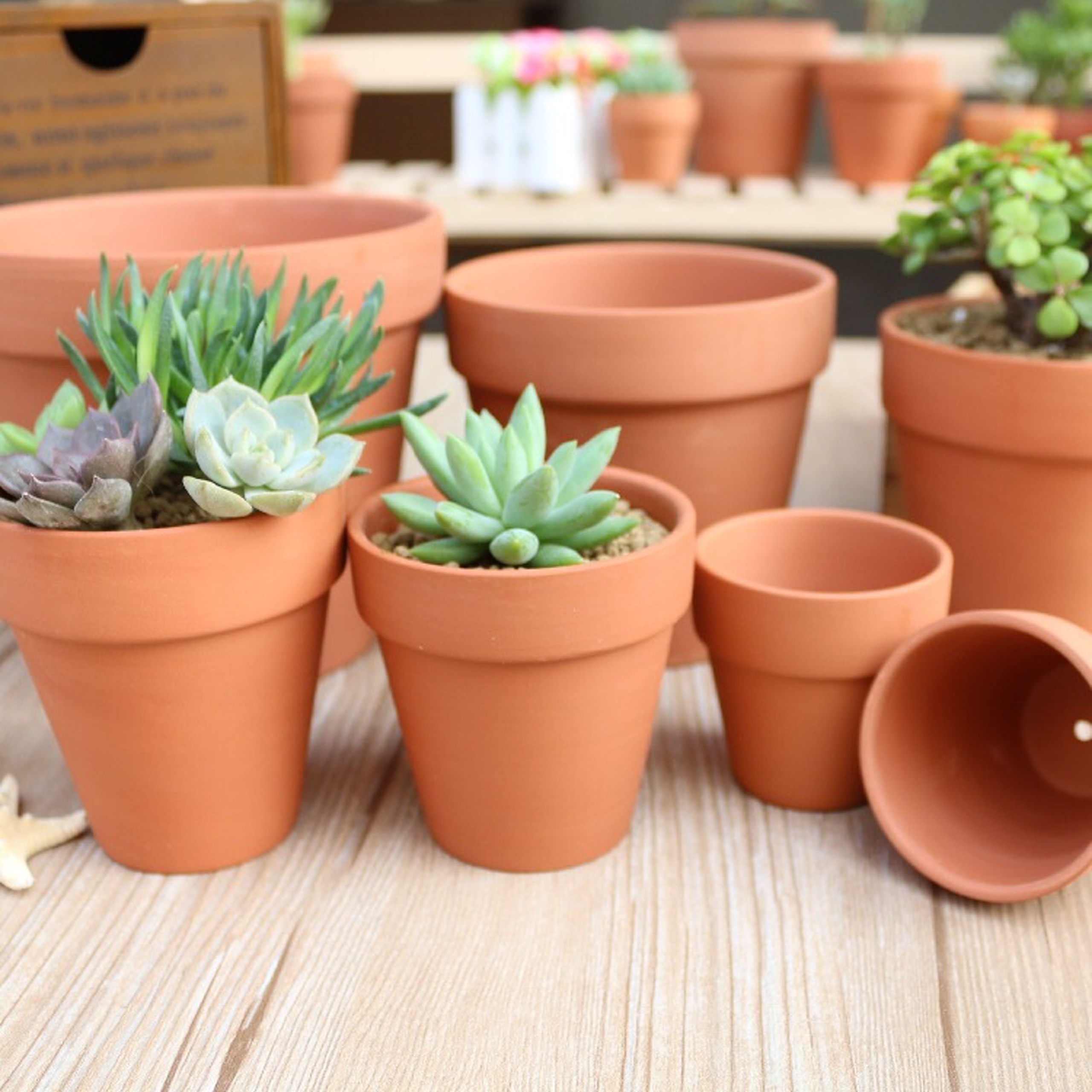 Cây sen đá kèm chậu đất nung hoặc chậu sứ [ gửi cây ngẫu nhiên ]