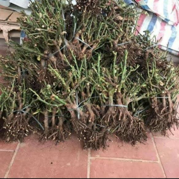 [FREESHIP - Xả Khô Máu] Gốc Hoa Hồng Cổ Combo 04 Gốc