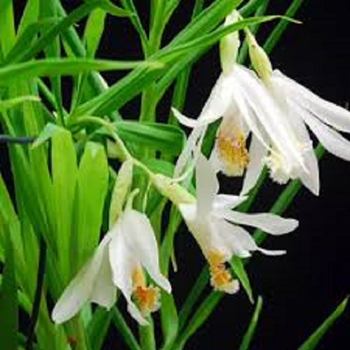 CỦ ĐỊA LAN GIỐNG HẠC ĐỈNH TRẮNG SIÊU HIẾM