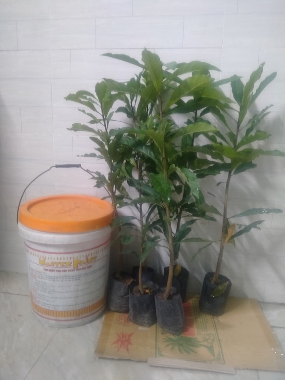 cây lộc vừng cao 60cm