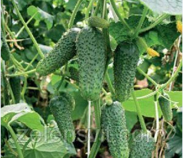 "Gói 10 Hạt " Hạt giống dưa chuột bao tử