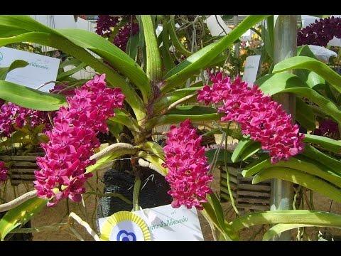 phân trùn quế thủy cam túi 2kg