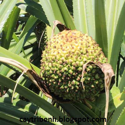 Trái dứa gai khô ( trái dứa dại) phơi khô 1000g