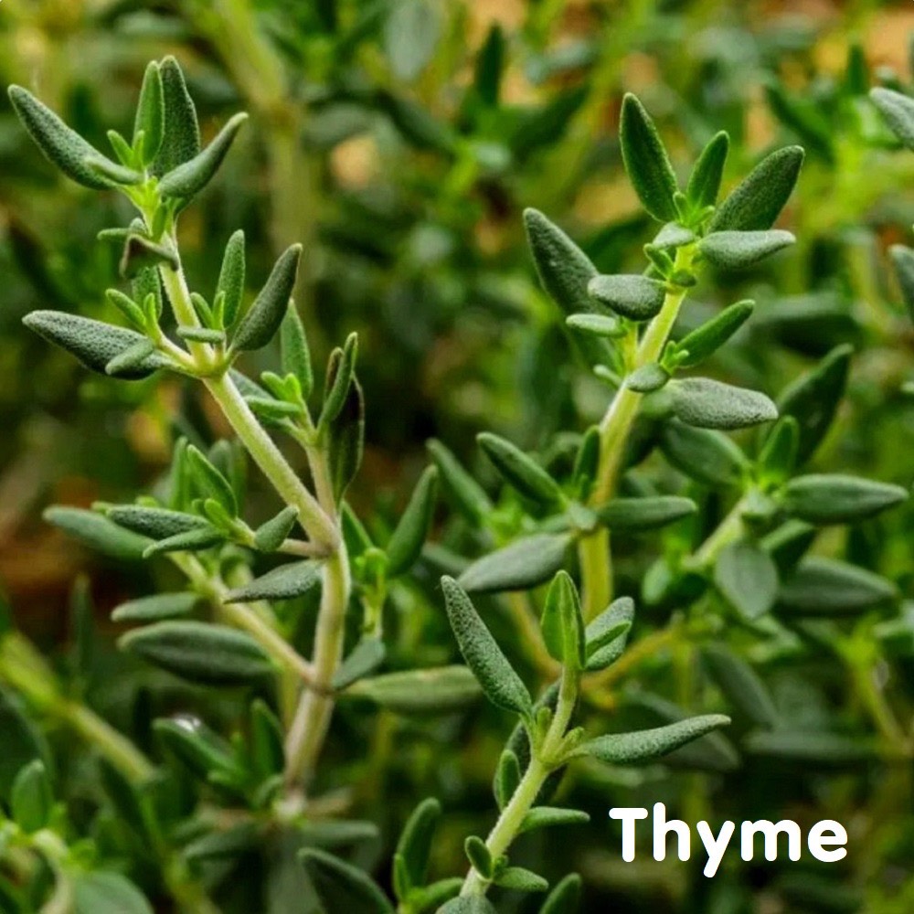 Tinh dầu cỏ Xạ hương Thyme Essential Oil (Thyme White)