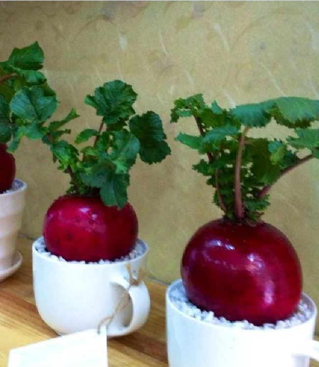 Hạt giống củ cải đỏ khổng lồ ( củ cải thần tài ) 10 hạt/gói