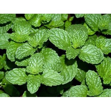 200 Hạt Giống Húng Lũi (Bạc Hà Âu)