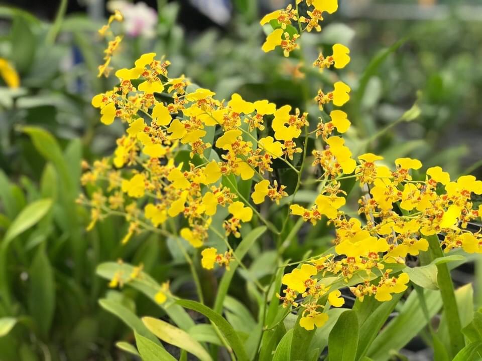 Hoa lan vũ nữ ramsay