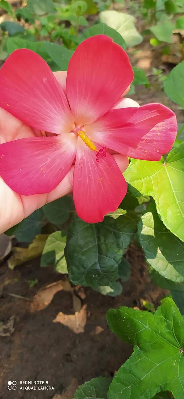 Hạt Giống Sâm Bố Chính