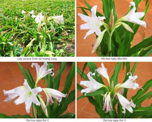 Củ giống cây Trinh Nữ Hoàng Cung