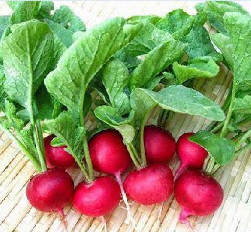 Tiny Red Radish Seeds - 5Gram Pack