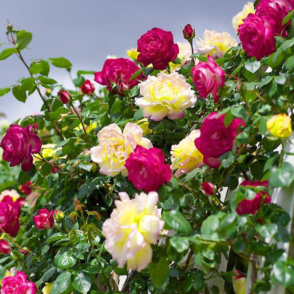 COMBO 10 GỐC HOA HỒNG NGOAI SIÊU NỤ SIÊU HOA - ĐỦ MÀU HOA