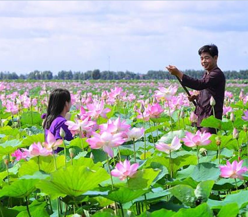 Hạt Giống Hoa Sen Ta (Sen Hồng Việt Nam) 15 hạt/gói