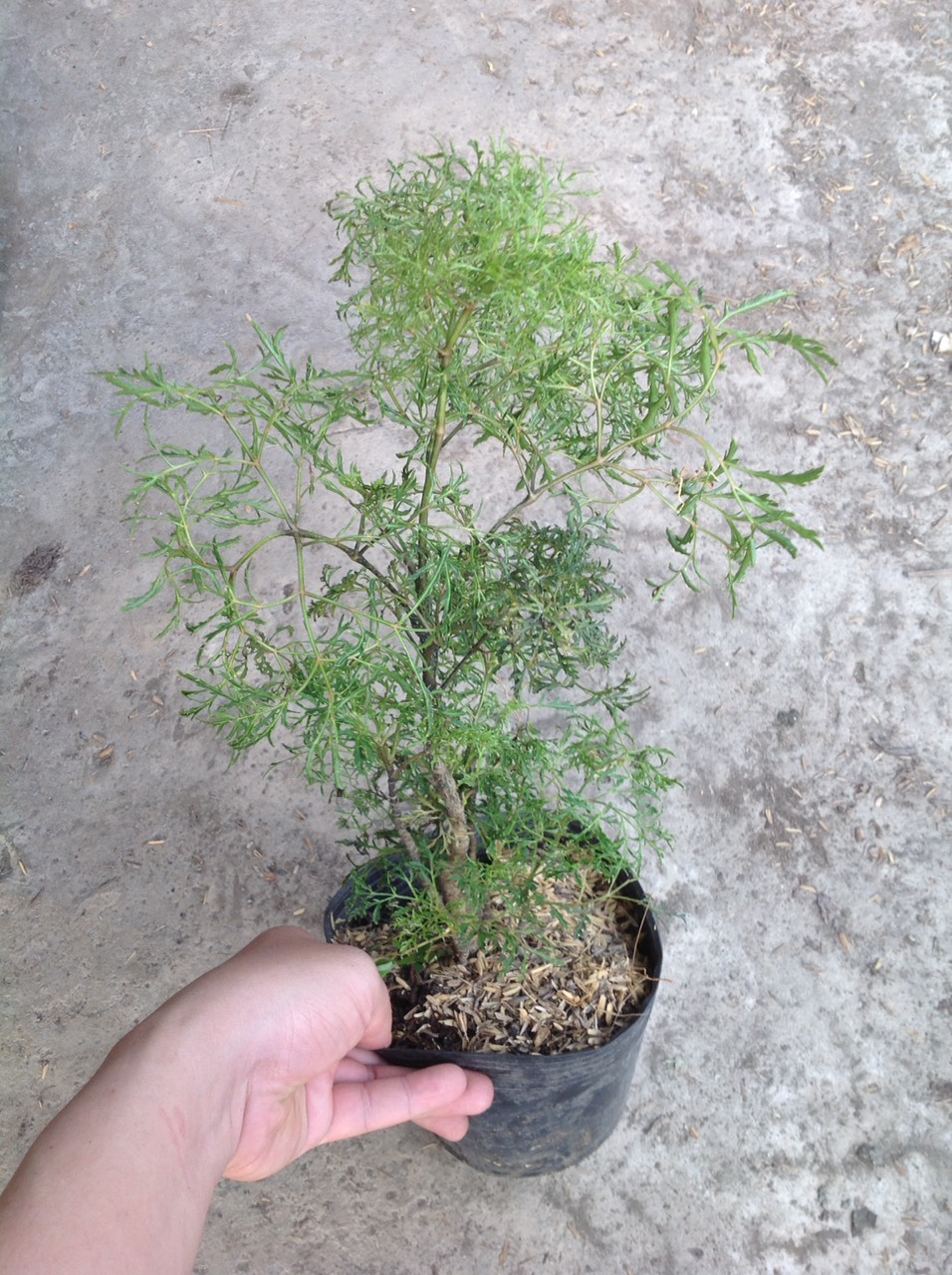 Cây Đinh Lăng - Cây cảnh sân vườn
