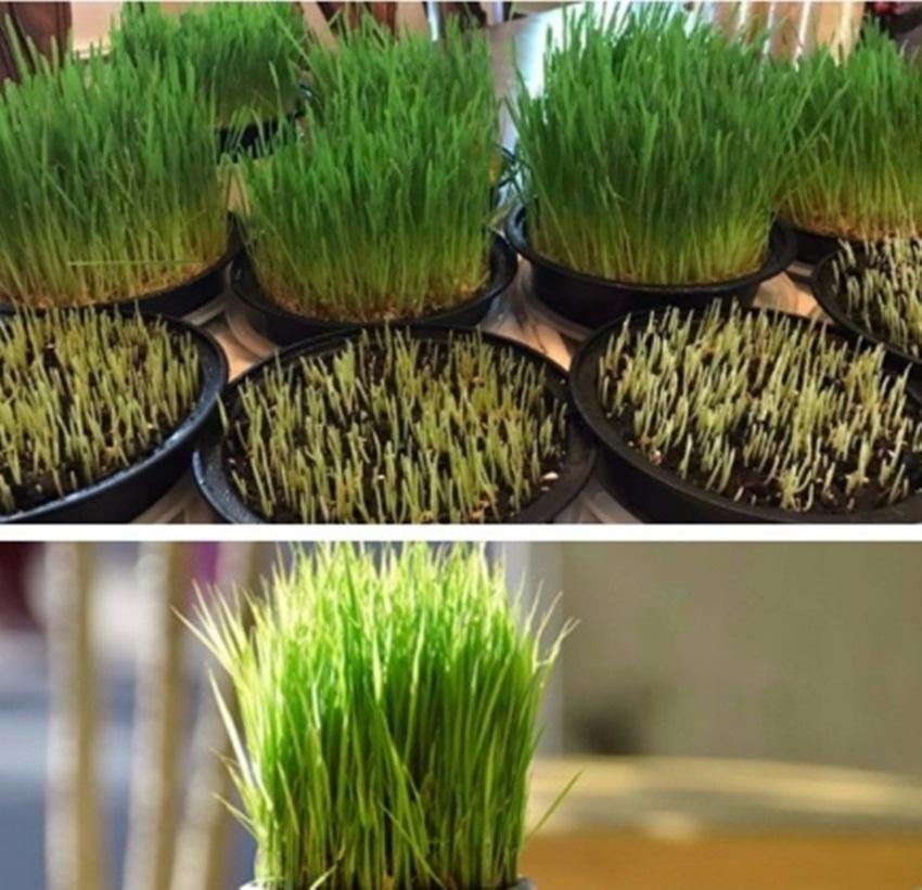 Hạt Giống Cỏ Lúa Mì Đỏ Wheatgrass Cỏ Mèo