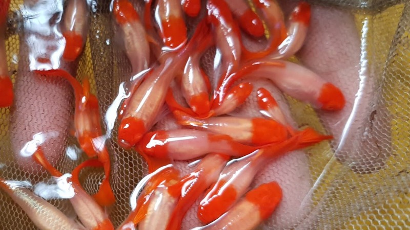2 Bộ trang trí Koi Red + Tặng thùng xốp chống thấm 30x20x10