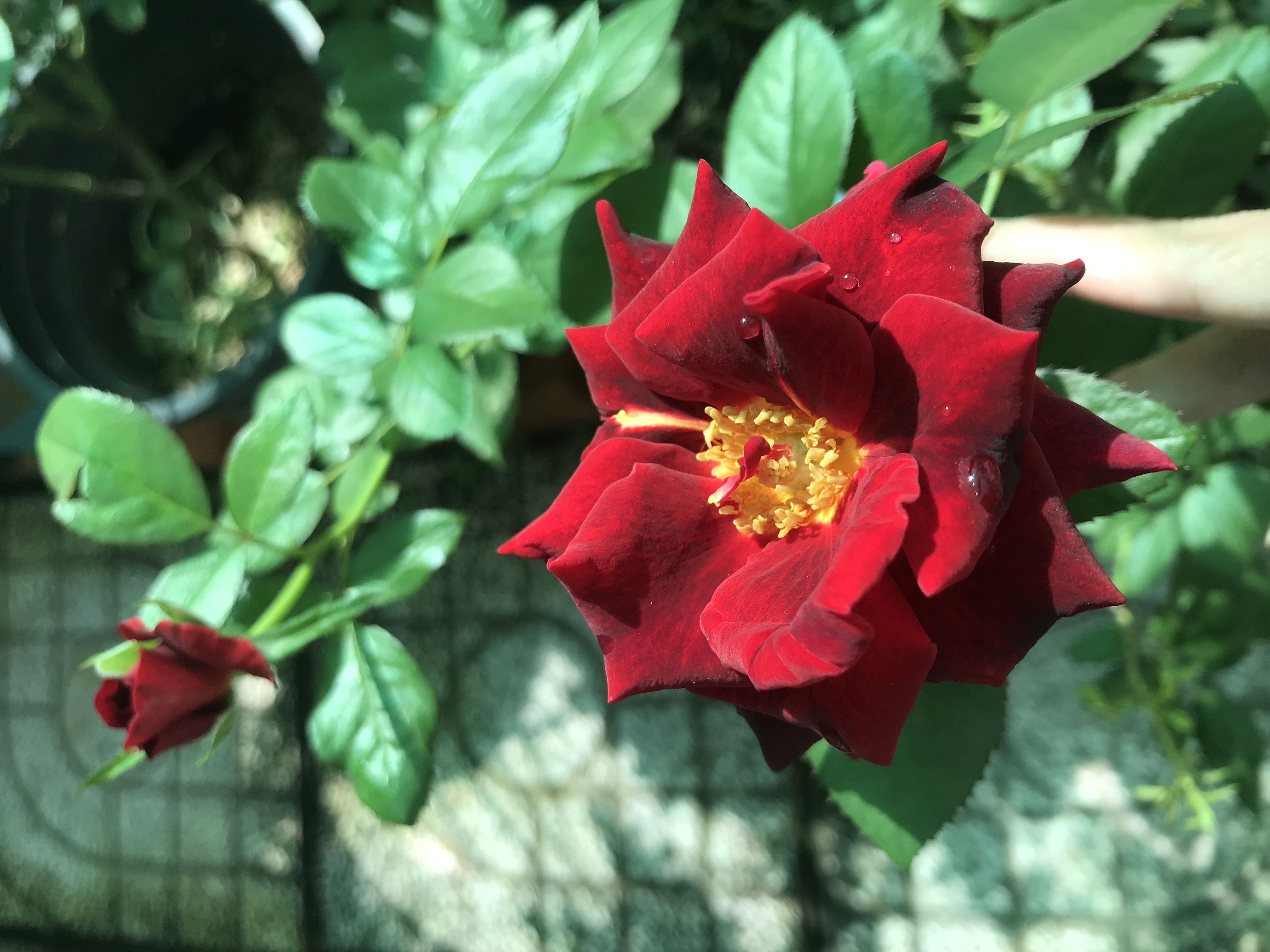 [HCM]Hoa hồng ngoại Dark Night Rose
