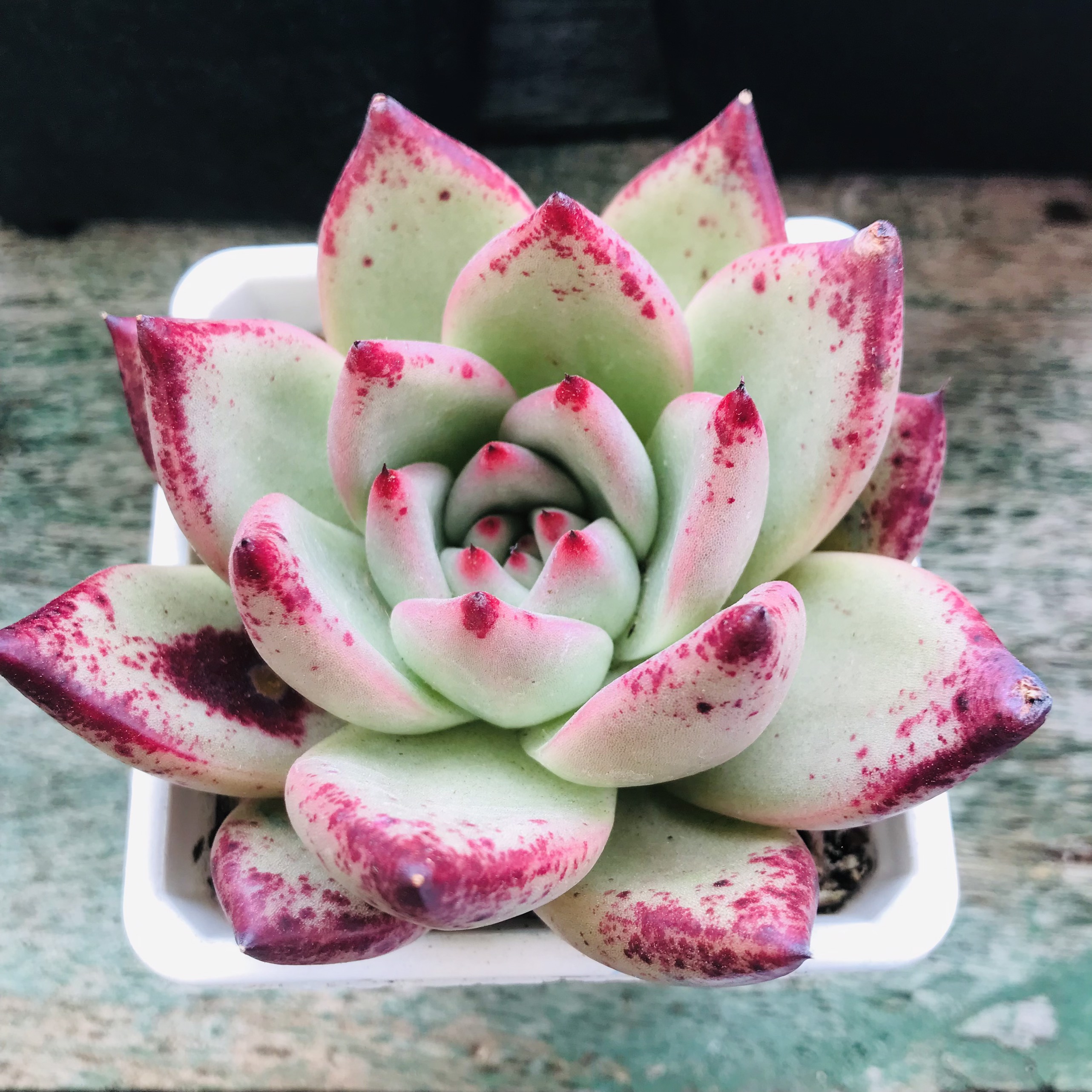 Sen đá Đế vương hồng nhám size 8-9cm