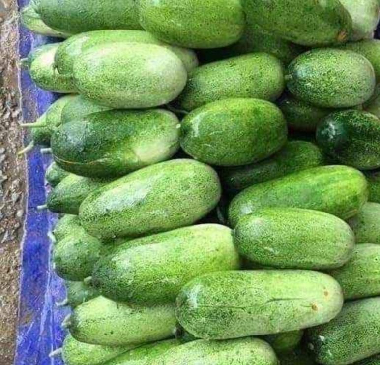 Hạt giống dưa chuột mèo  - Gói 50 hạt