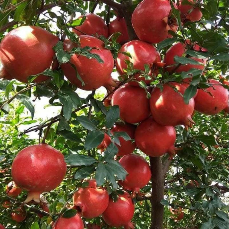 Cây Lựu đỏ Ai Cập đang trái
