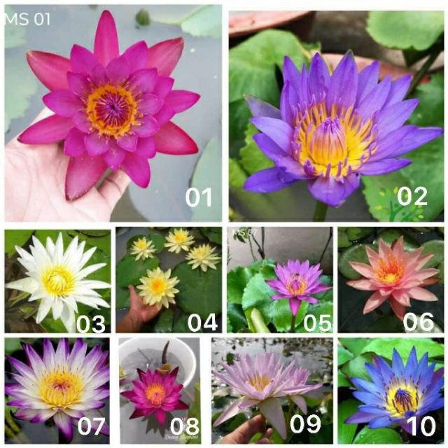 Set 5 cây hoa súng thái đủ màu