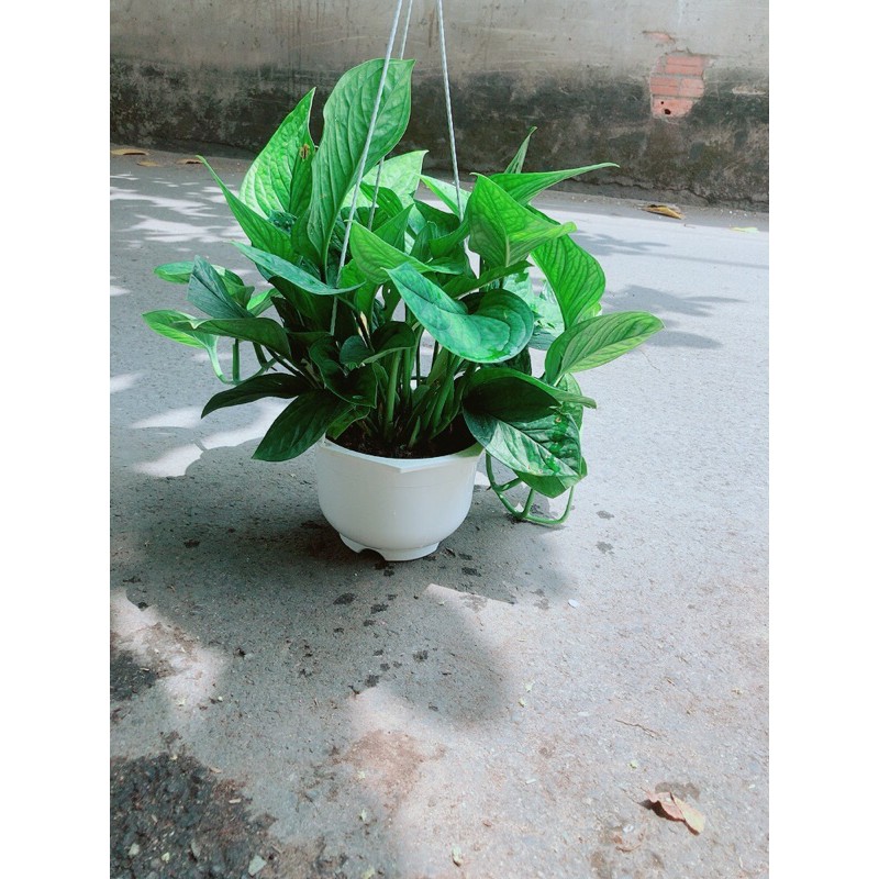 Trầu Bà Lụa