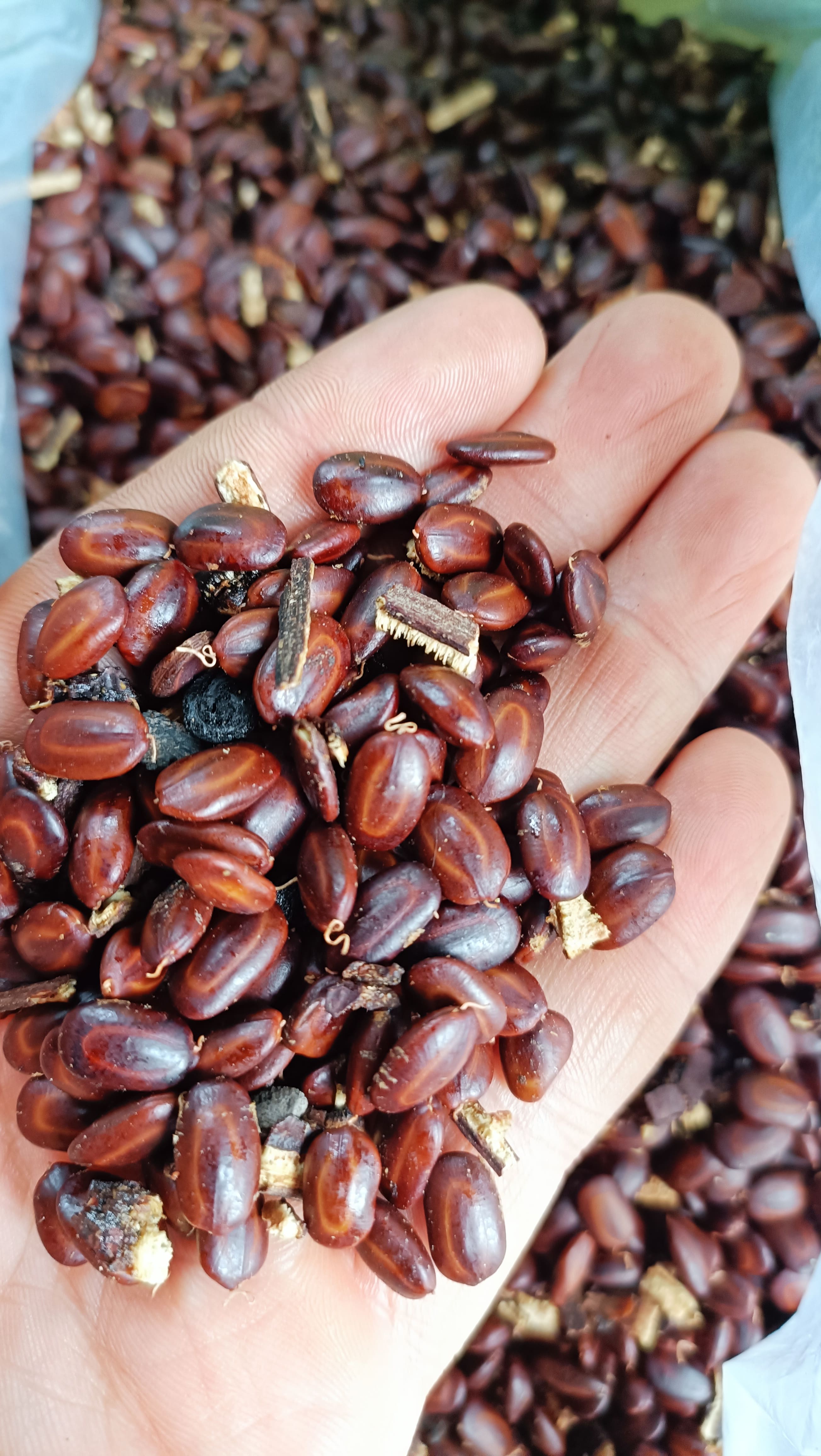 200gram Samanea saman seed
