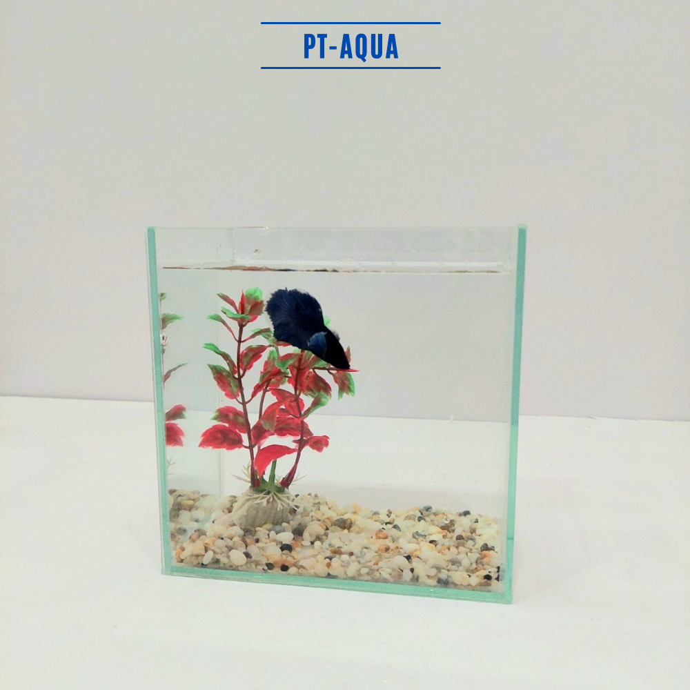 Bể cá mini Betta nhỏ xinh để bàn