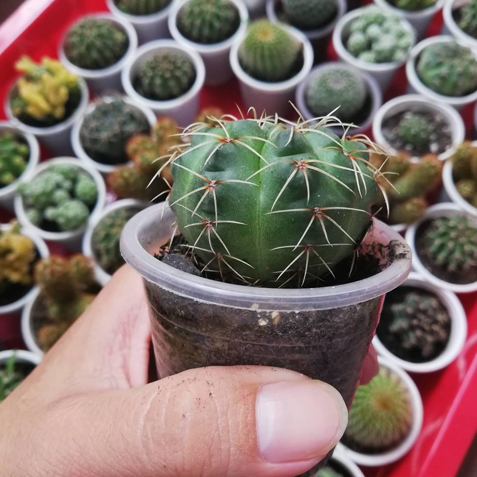 Cây xương rồng thân long tròn
