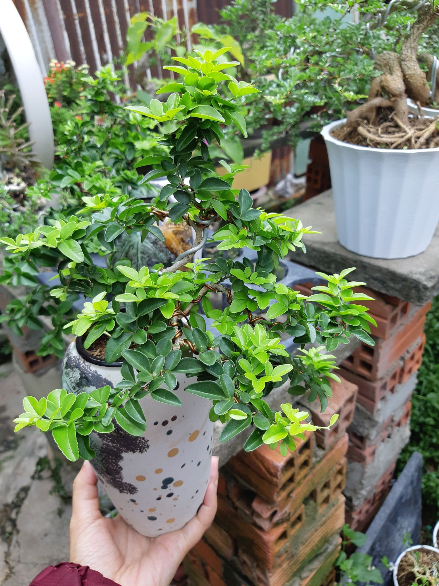 kim quýt bonsai CHẬU KIỂU