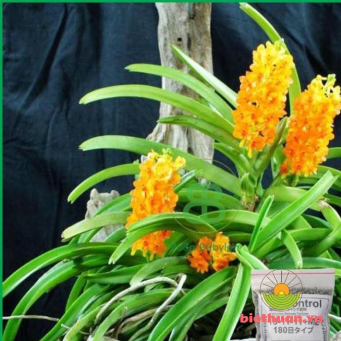 Phân bón tan chậm Nhật 13-11-1 200g