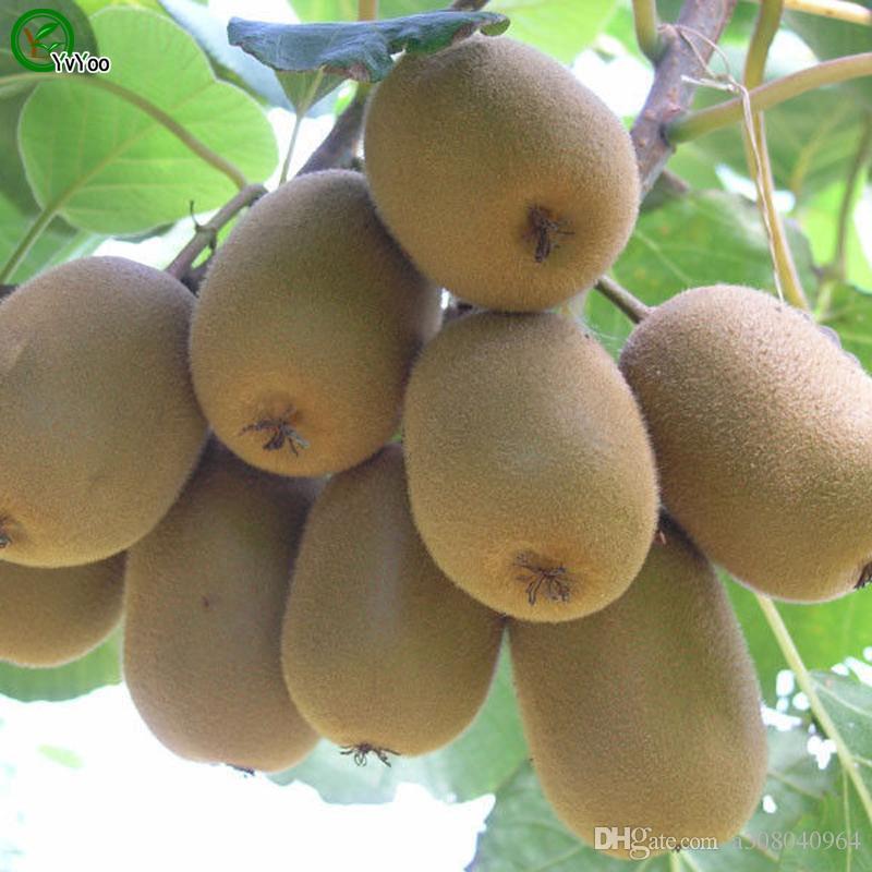Sale Combo 3 gói Hạt giống kiwi