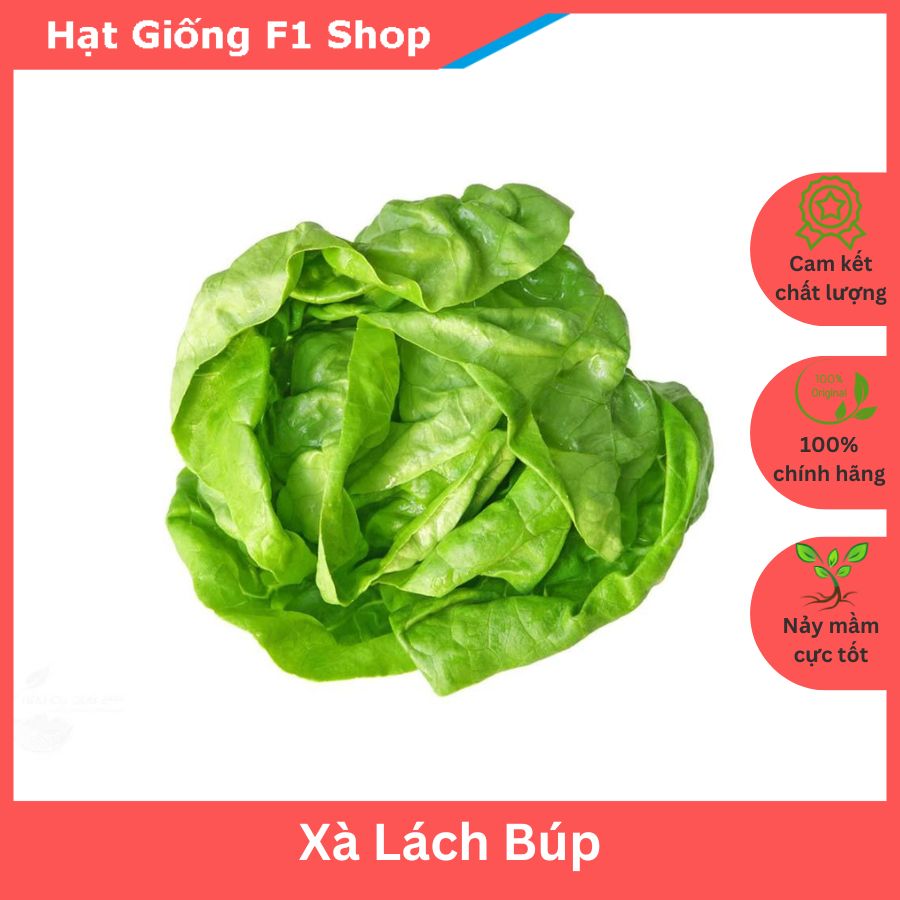 Hạt Giống Xà Lách Búp (Xà Lách Đăm) Ngon Ngọt