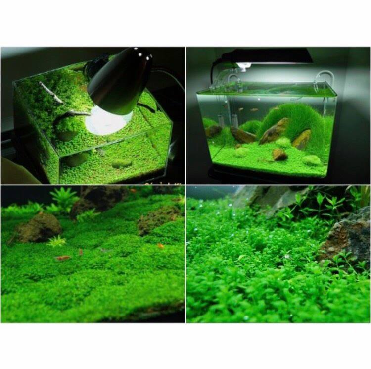 Gói hạt giống thủy sinh Trân Châu Ngọc Trai 2gram - phụ kiện trang trí, trải nền hồ thủy sinh cá tép cảnh