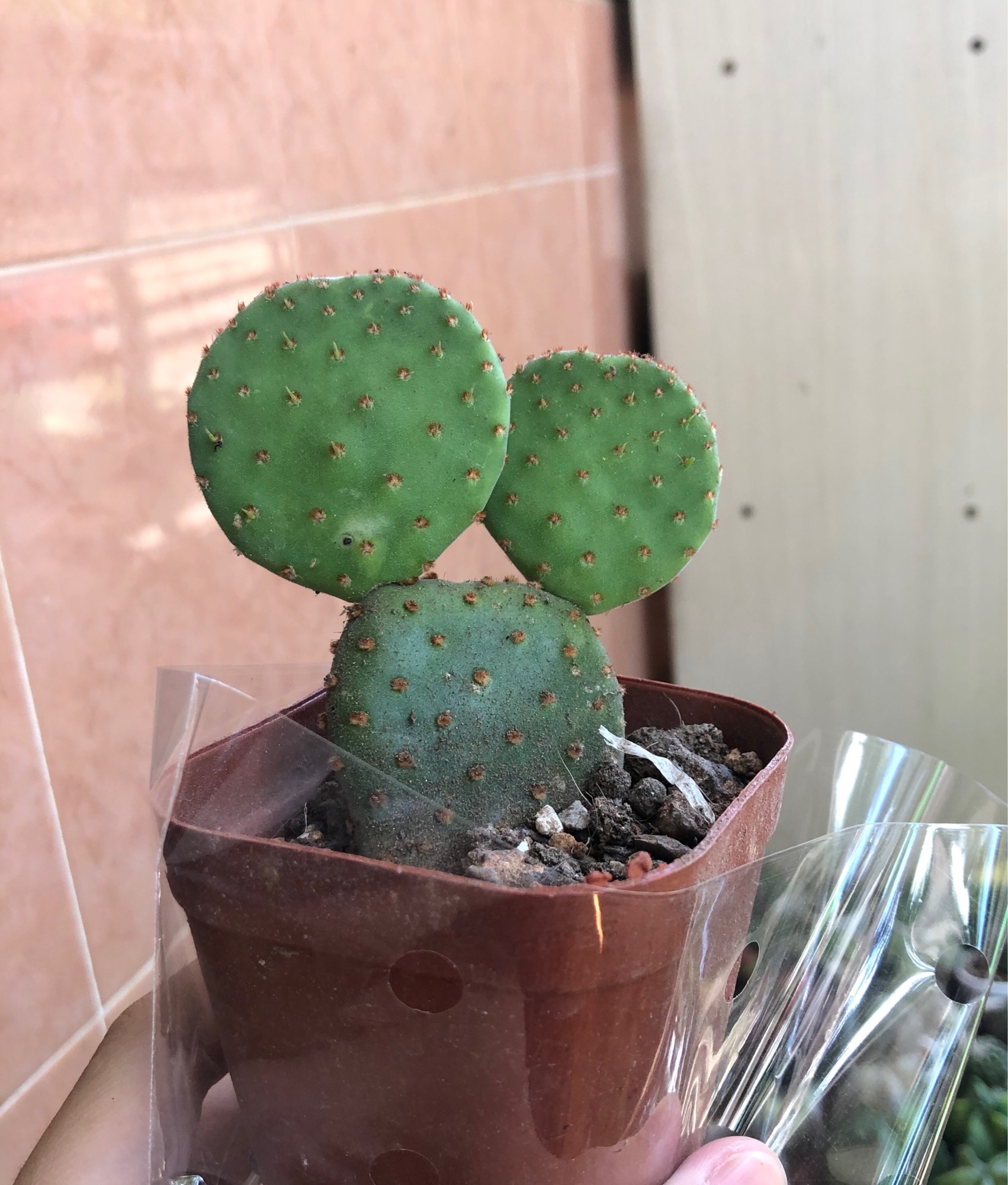 Xương rồng mickey