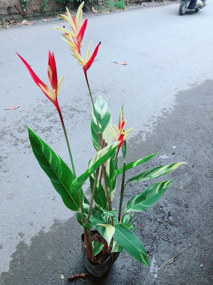 [HCM]Chuối Mỏ Két Size Đại