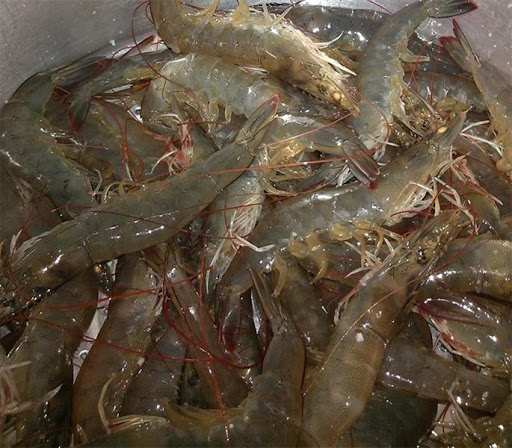 500g TÔM ĐẤT PHƠI KHÔ (nhỏ) - BÁN ĐÚNG GIÁ - HÀNG ĐÚNG CHẤT