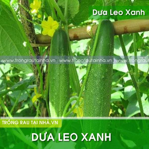 Hạt giống dưa leo xanh f1 gói 1g