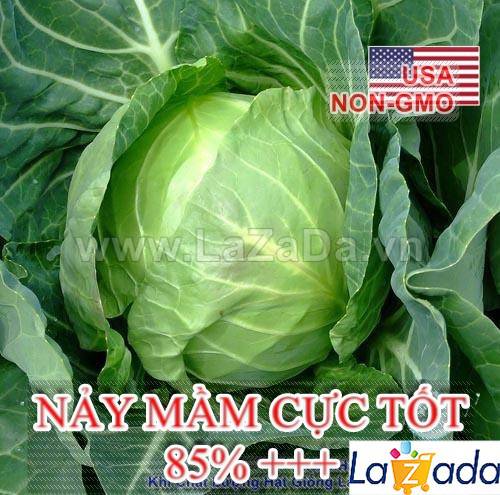 1Gr Hạt Giống Bắp Cải Quận Chặt Đậm Đà Copenhagen (A5.204| C46*W51*M021)
