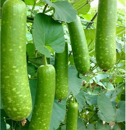 Hạt giống bầu sao F1