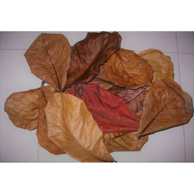 1kg lá bàng