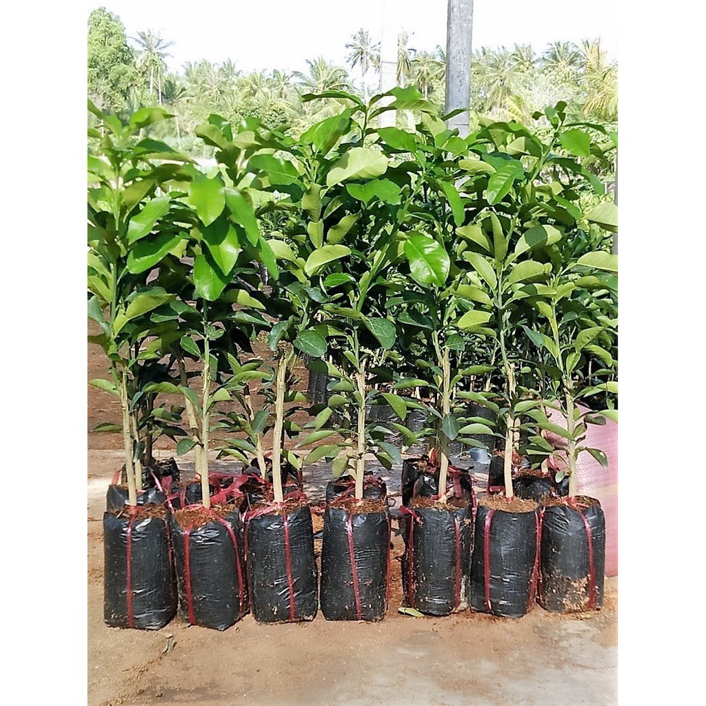 Cây Bưởi Da Xanh