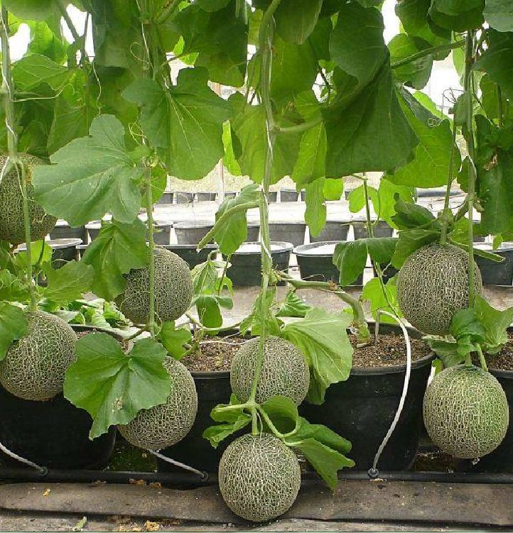 " Gói 10 "Hạt Giống Dưa Lưới Vỏ Xanh [Seeds]