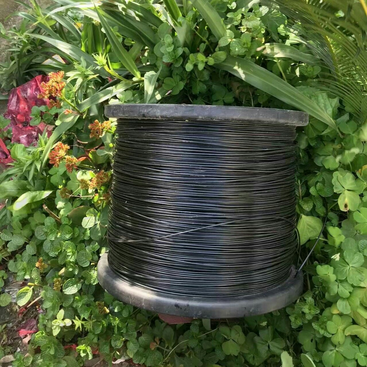 Dây căng giàn dây leo (nho, cà, bầu, bí..) căng sầu riêng, bơ
