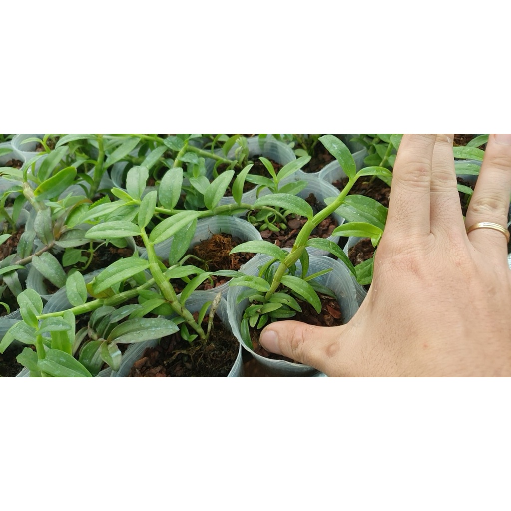[Giá hủy diệt] 5ct juliet gieo hạt