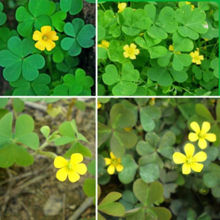 200 hạt giống cỏ ba lá