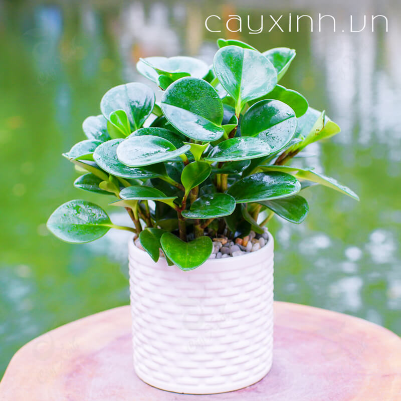 cây trường sinh - cây phong thủy mini để bàn