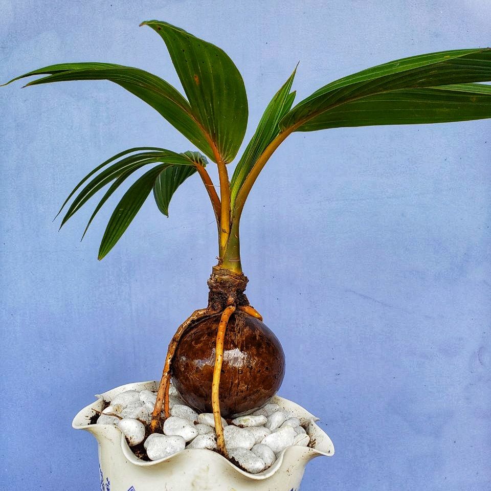 Cây phong thủy