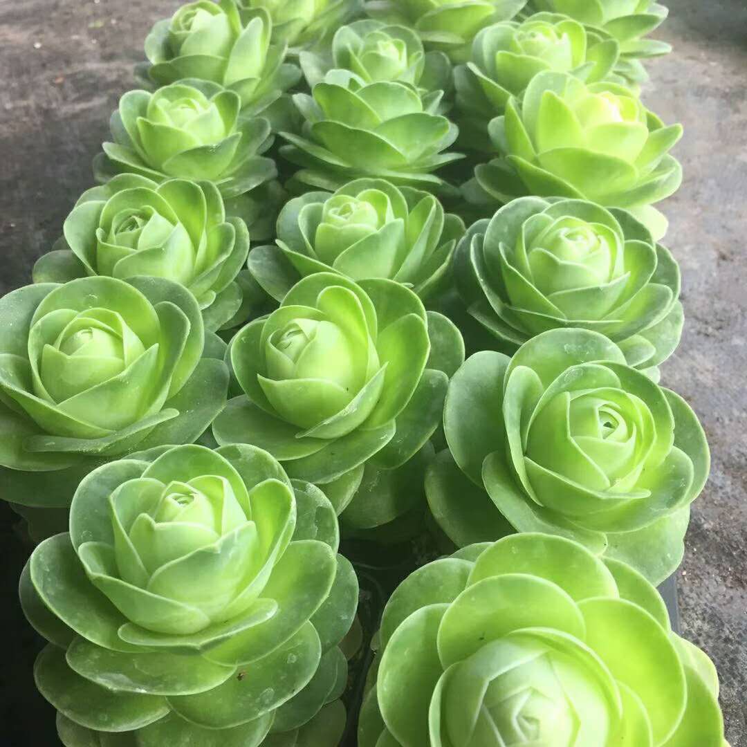 Sen đá Greenovia bông hồng Pháp