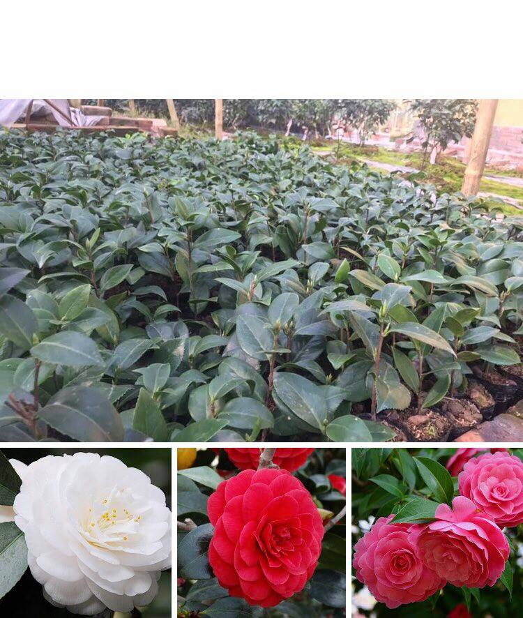 [Học Viện Nông Nghiệp I] com bo 3 cây hoa trà my 3 màu đỏ hồng trắng